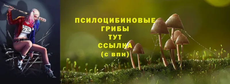 Галлюциногенные грибы Magic Shrooms  закладки  Аркадак 